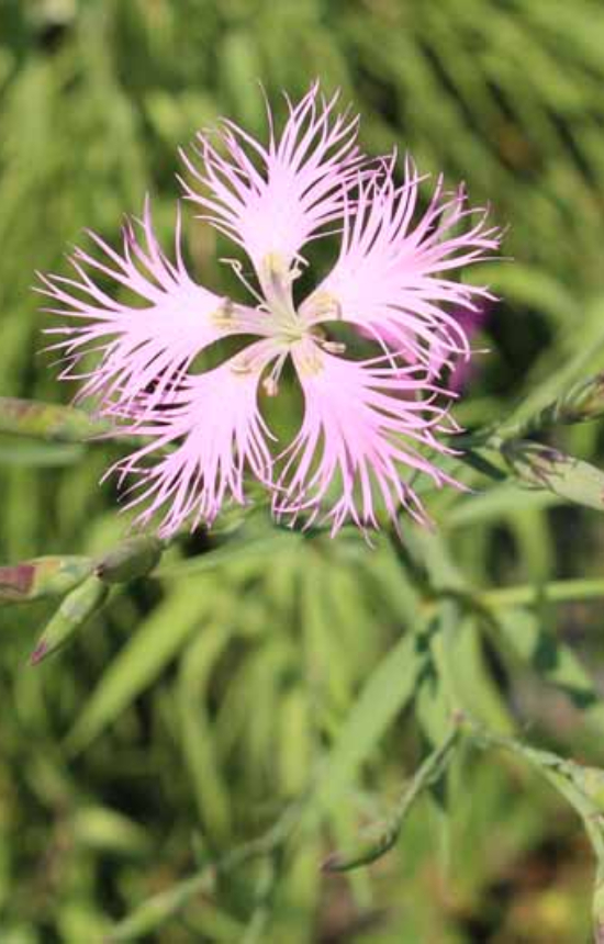 [ED-514] Dianthus superbus 