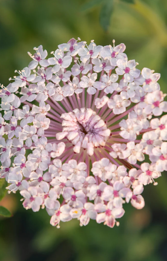 Didiscus caeruleus 'Lace Pink'