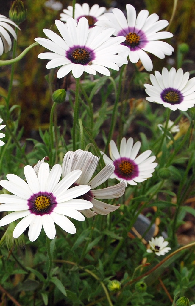 Dimorphotheca 'Glistening White' 
