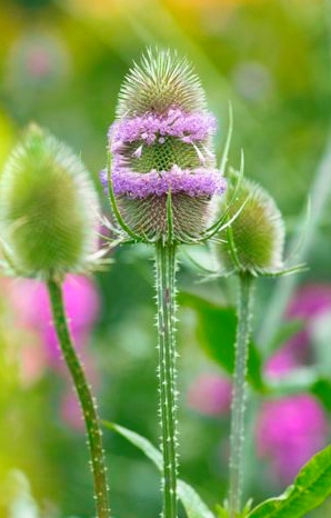 Dipsacus fullonum  