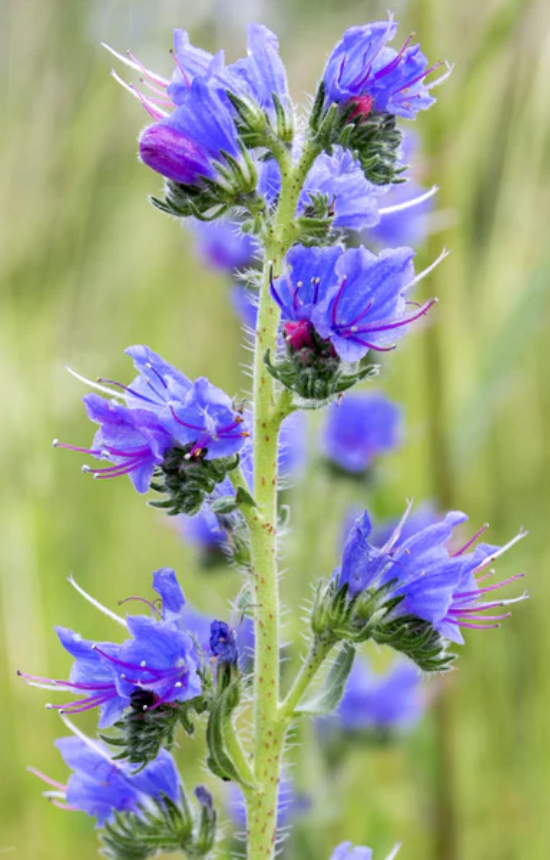 Echium vulgare 