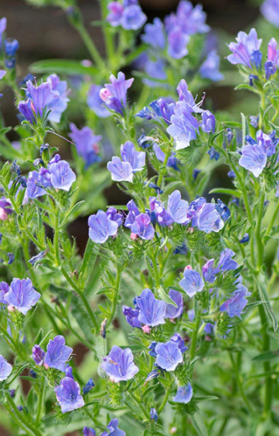 [BE-512] Echium vulgare 'Blue Bedder' 