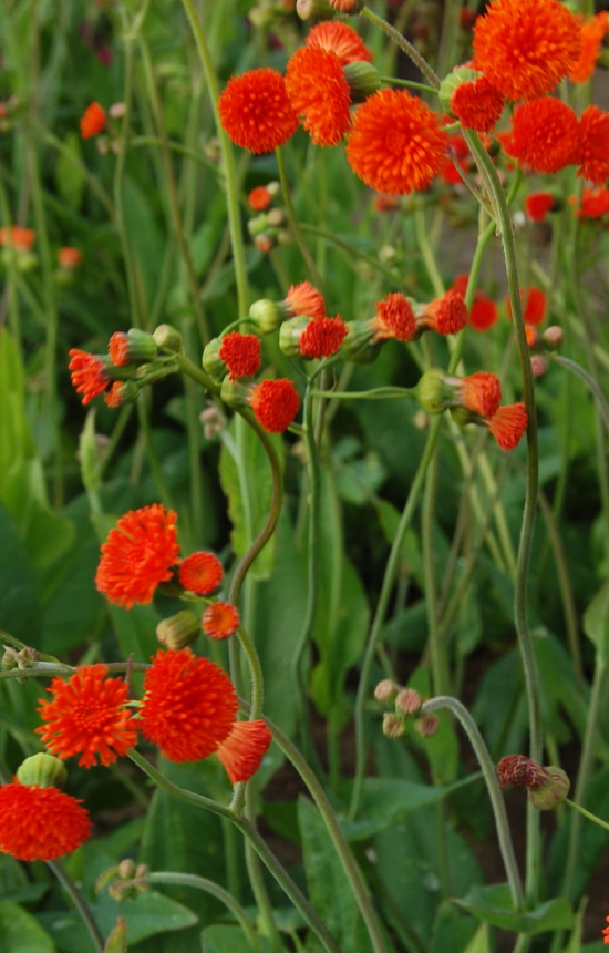 Emilia coccinea 'Scarlet Magic'