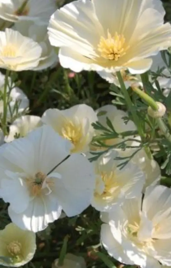 Eschscholzia californica 'Alba'