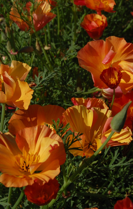 Eschscholzia californica 'Apricot Chiffon'