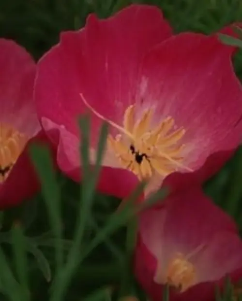 [ZE-514] Eschscholzia californica 'Carmine King'