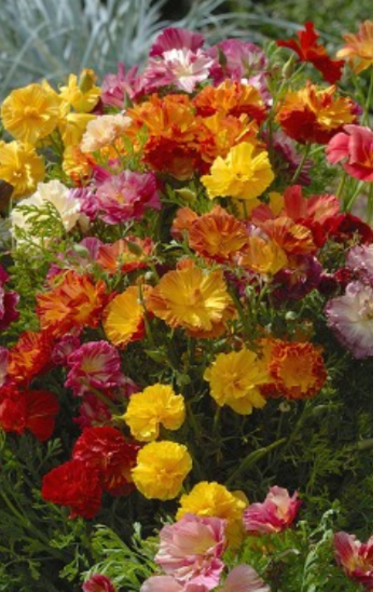 Eschscholzia californica 'Jelly Beans' 