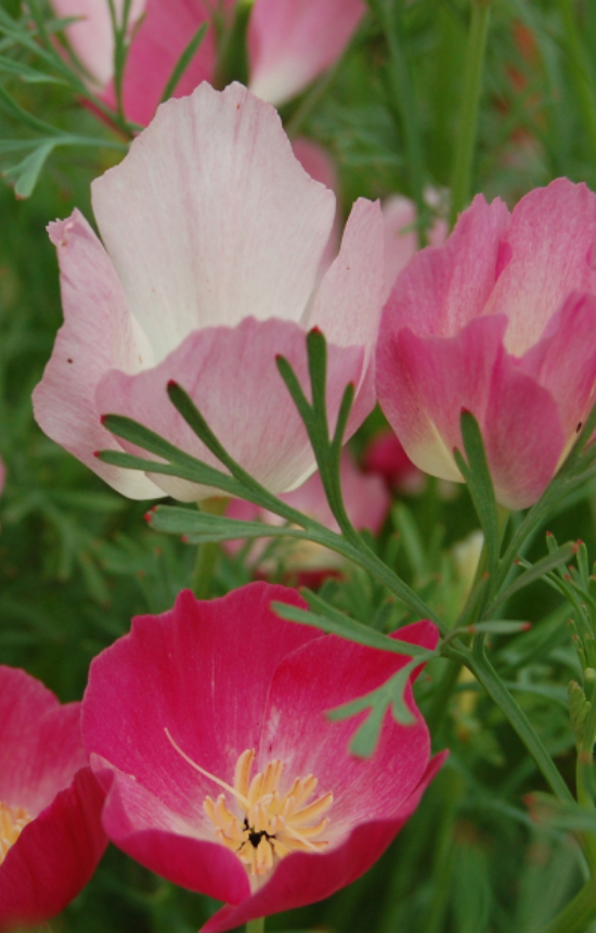 Eschscholzia californica 'Purple Gleam' 