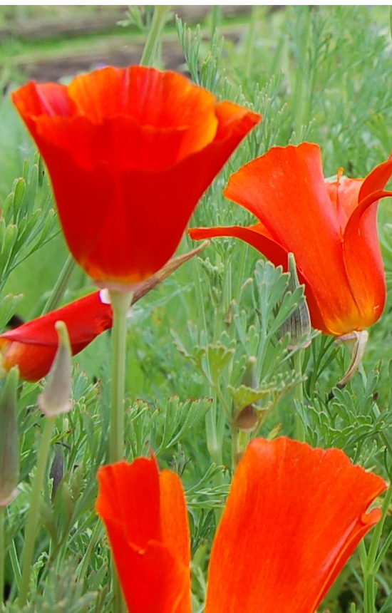 Eschscholzia californica 'Red Chief' 