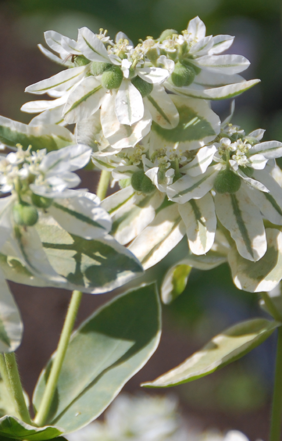 Euphorbia marginata  