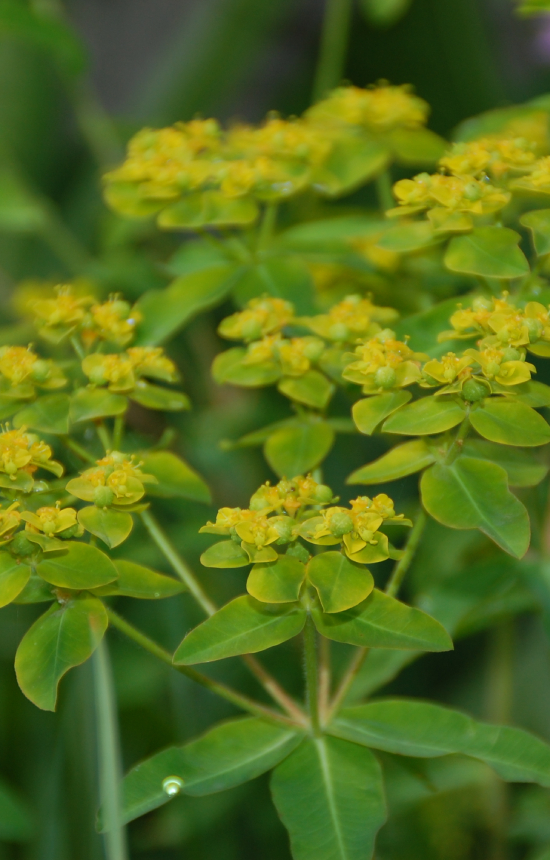 Euphorbia oblongata 