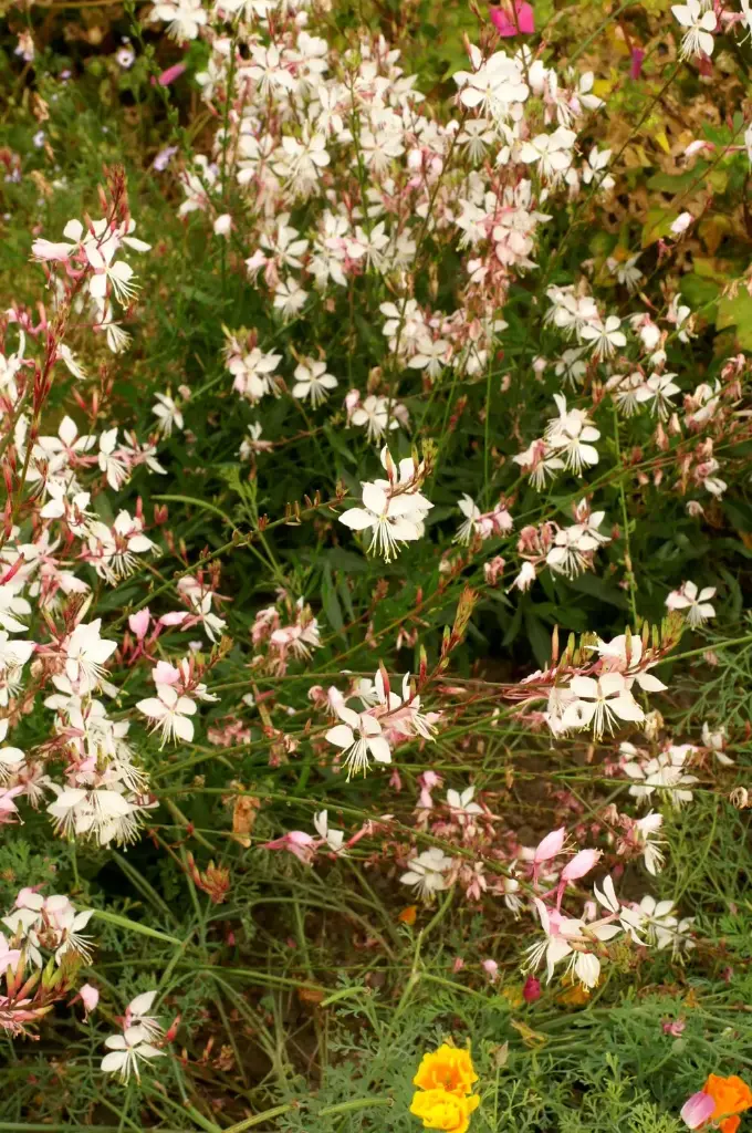 [BG-514] Gaura lindheimeri  
