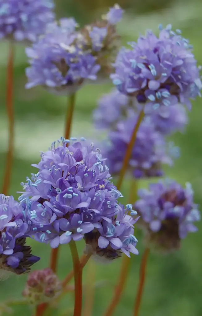 Gilia capitata