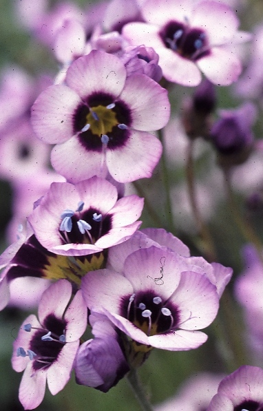 Gilia tricolor