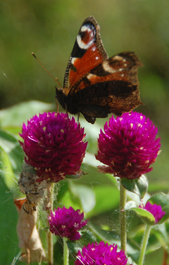 Gomphrena globosa 'Qis Purple'
