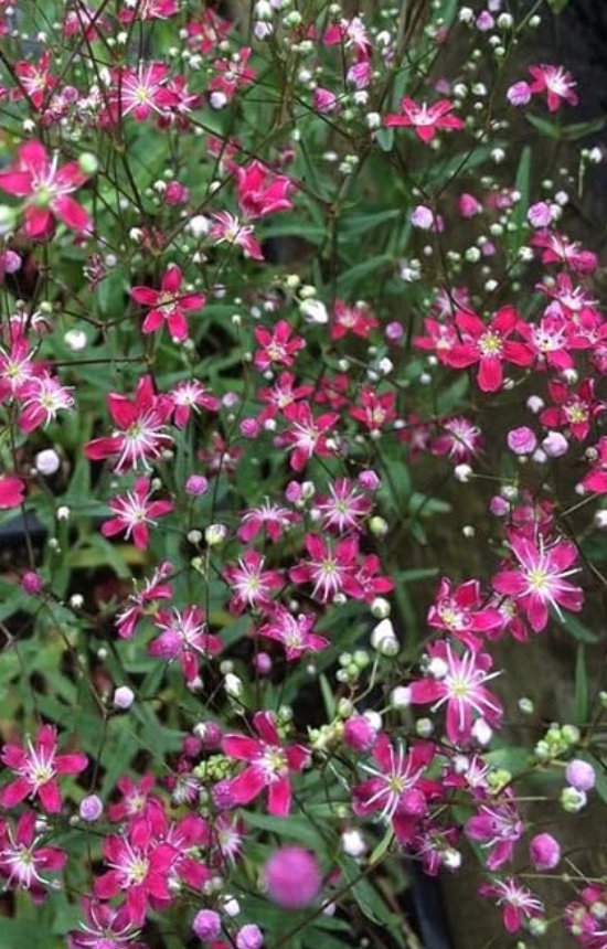 Gypsophila elegans 'Crimson'