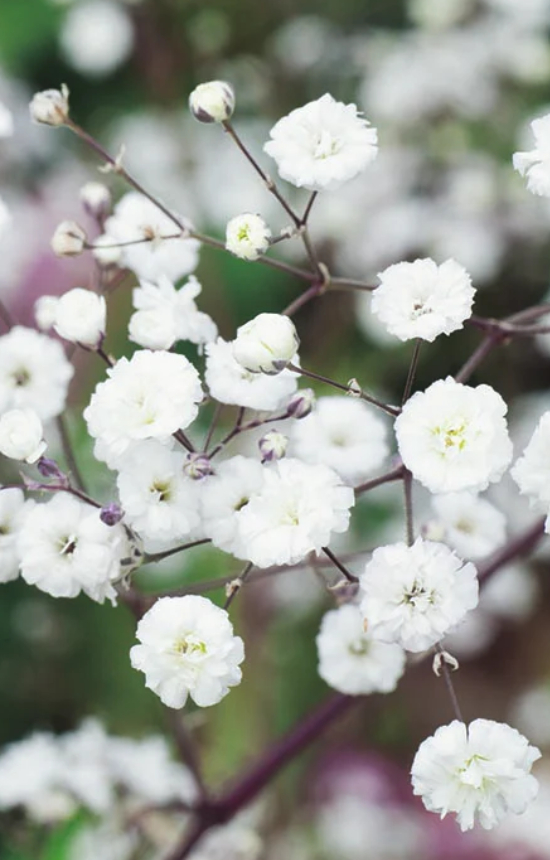 [EG-513] Gypsophila paniculata 'Snowflake' 