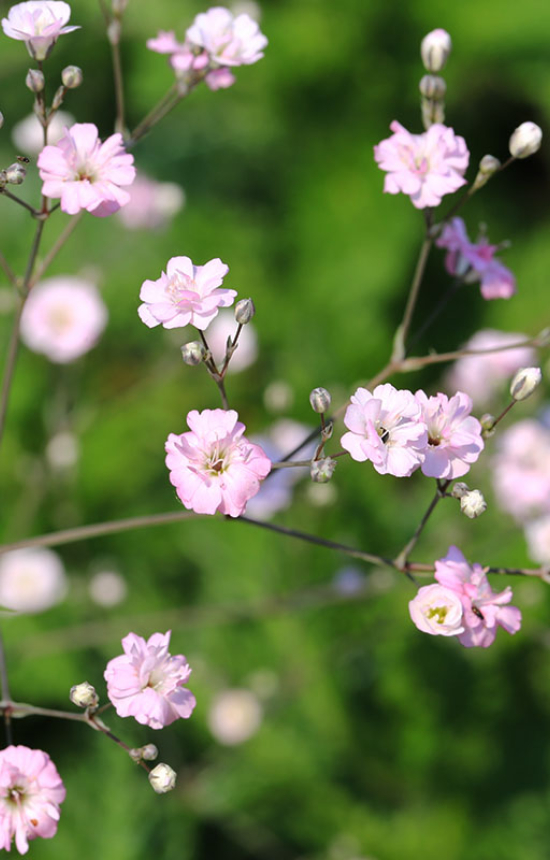[EG-514] Gypsophila elegans 'Rosea'