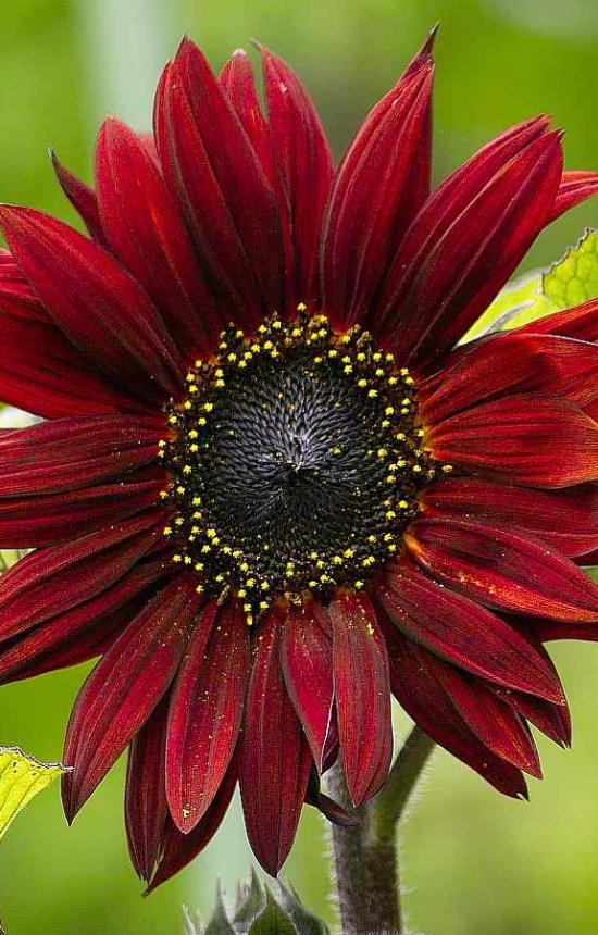 [EH-028] Helianthus annuus 'Claret'