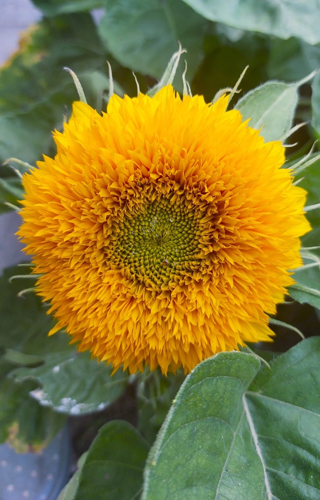 Helianthus annuus 'Double Sunking'