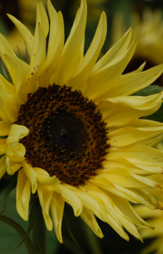 Helianthus annuus 'Garden Statement'