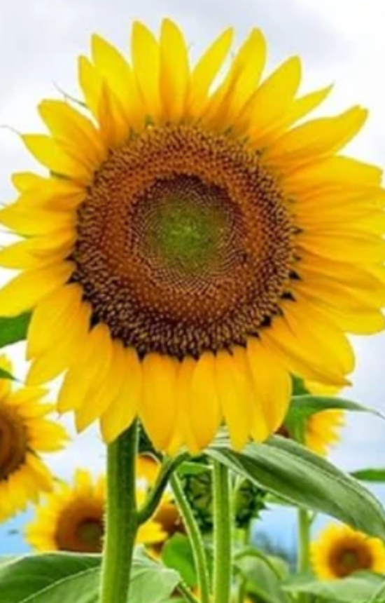 Helianthus annuus 'Titan'