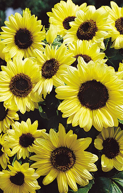 Helianthus annuus 'Valentine'