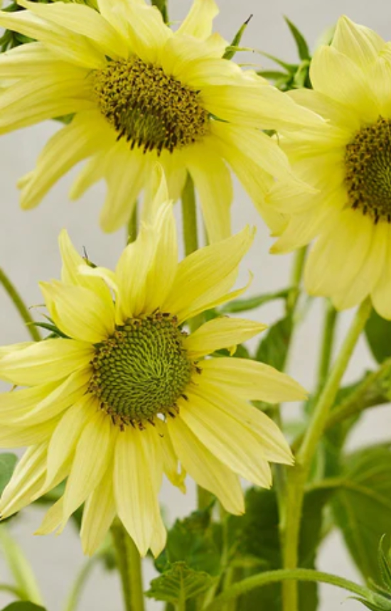 [EH-513] Helianthus debilis 'Italian Green Heart'