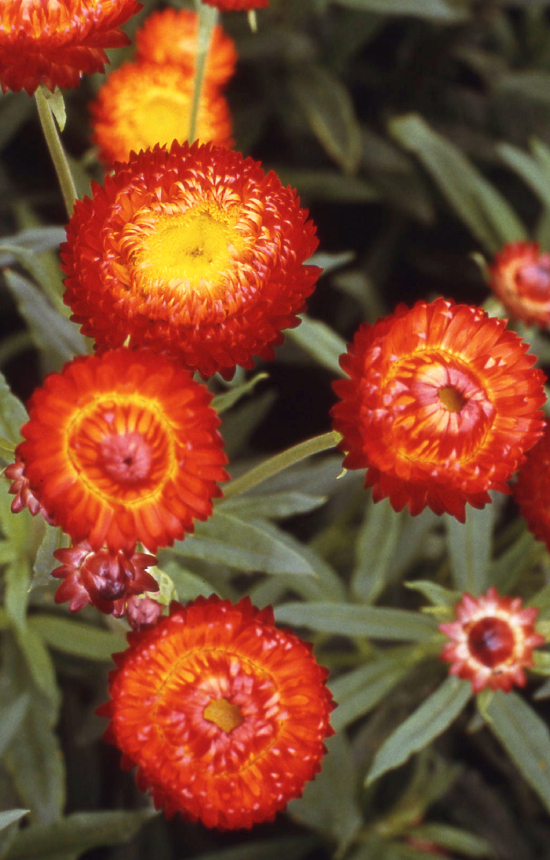 [AH-514] Helichrysum bracteatum 'Fireball' 
