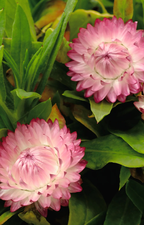 Helichrysum bracteatum 'Silvery Rose'