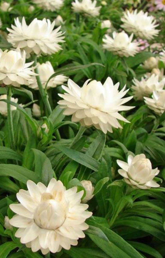 Helichrysum bracteatum 'White' 