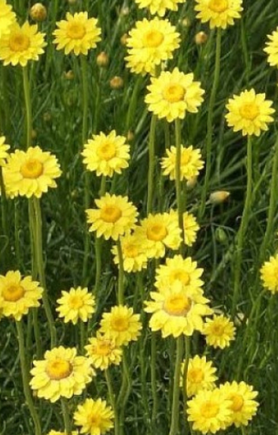 Helichrysum subulifolium  