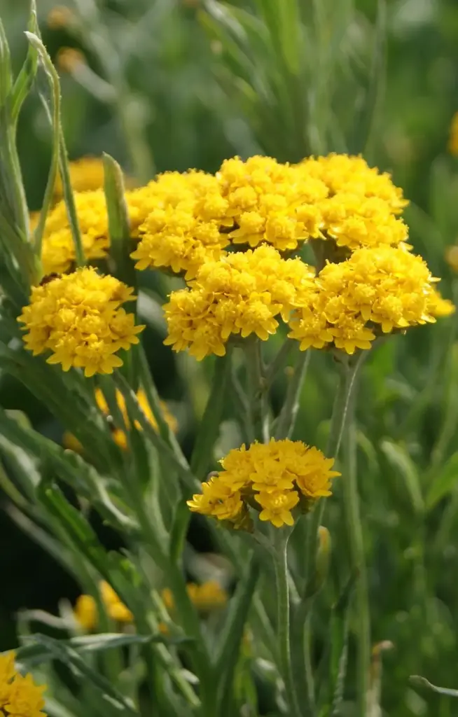 [BH-514] Helipterum humboldtianum 'Yellow'