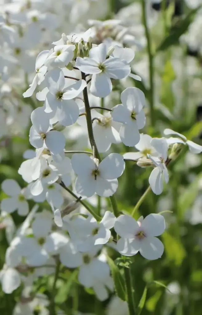 Hesperis matronalis 'Albiflora' 