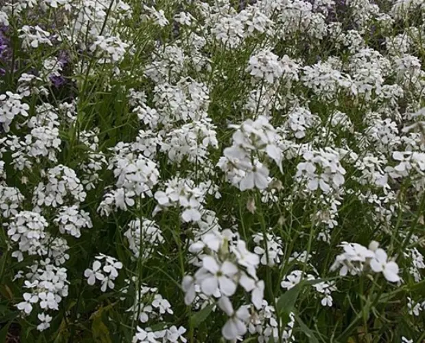 Hesperis matronalis 'Albiflora' 