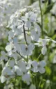 Hesperis matronalis 'Albiflora' 