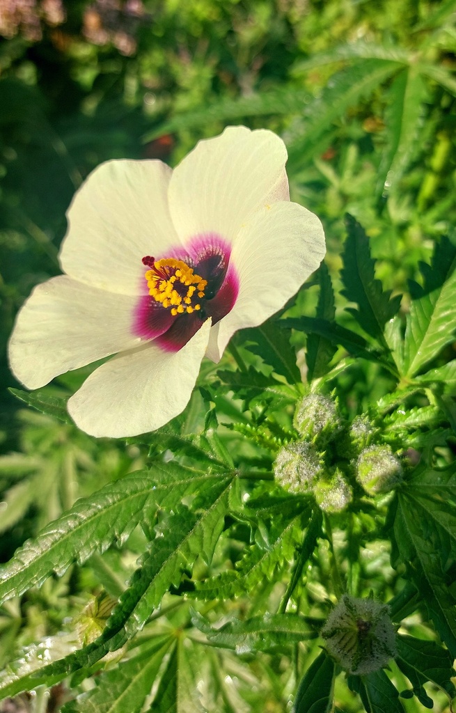 Hibiscus cannabinus 