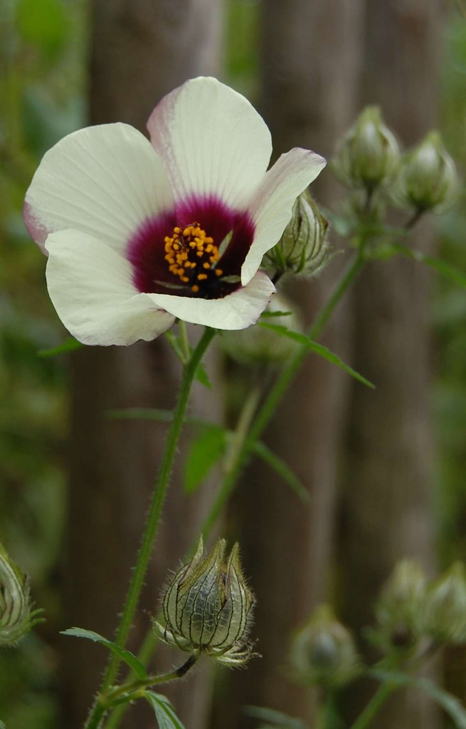 [DH-515] Hibiscus trionum 