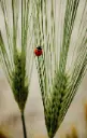 Hordeum jubatum 