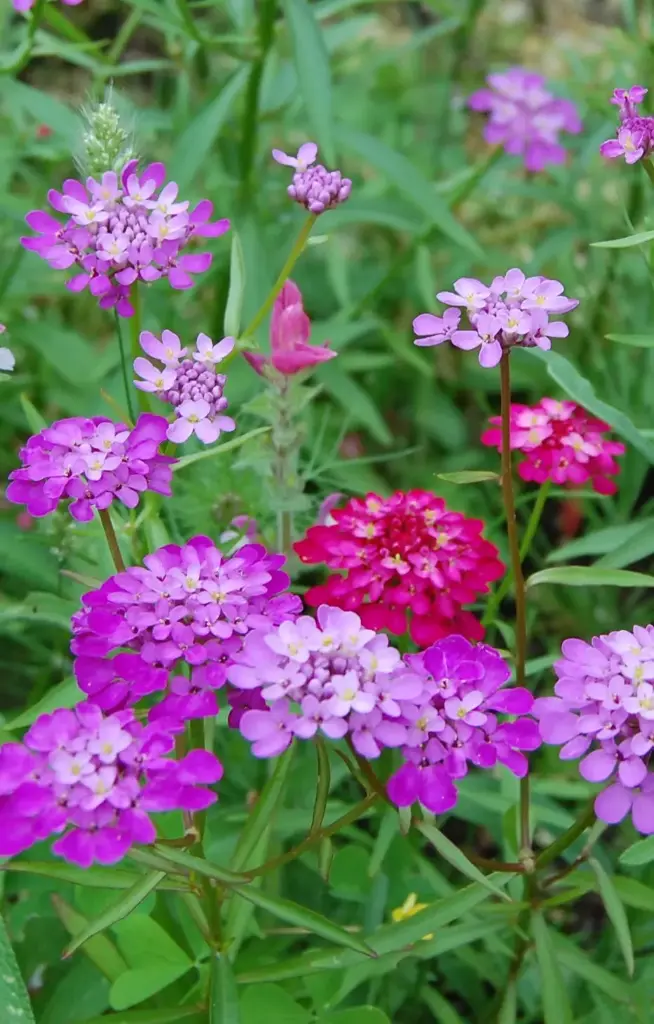 [CI-513] Iberis umbellata 'Flash' 