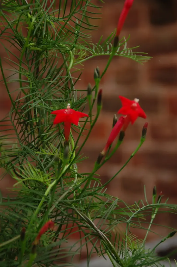 [EI-514] Ipomoea quamoclit 'Red Feather'