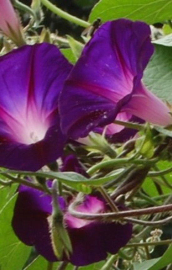 Ipomoea purpurea 'Grandpa Ott'