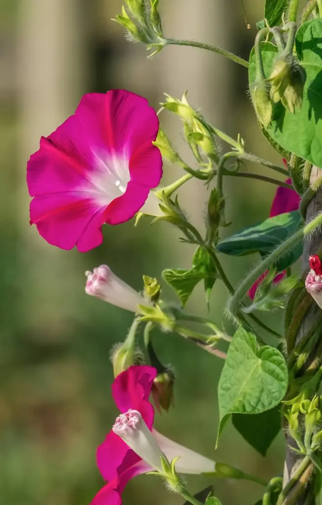 [CI-515] Ipomoea purpurea 'Crimson Rambler'