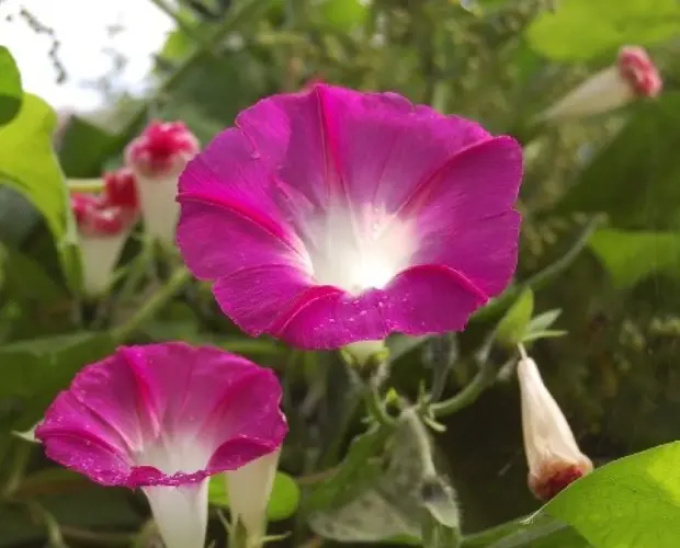 Ipomoea purpurea 'Crimson Rambler'