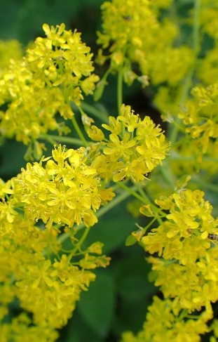 Isatis tinctoria