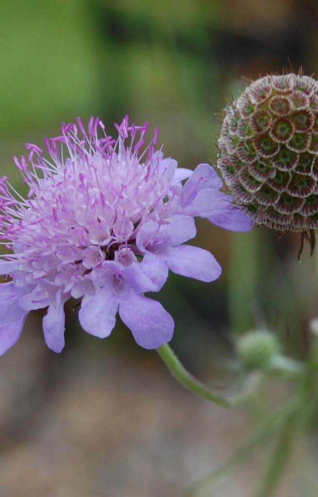 [CK-511] Knautia arvensis