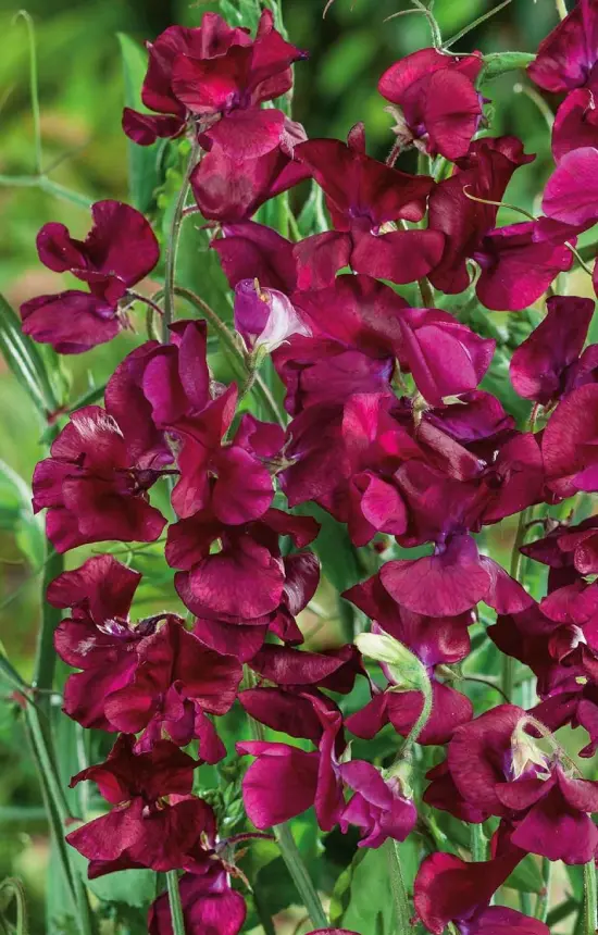 Lathyrus odoratus 'Burgundy'