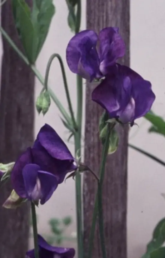 Lathyrus odoratus 'Lord Nelson'