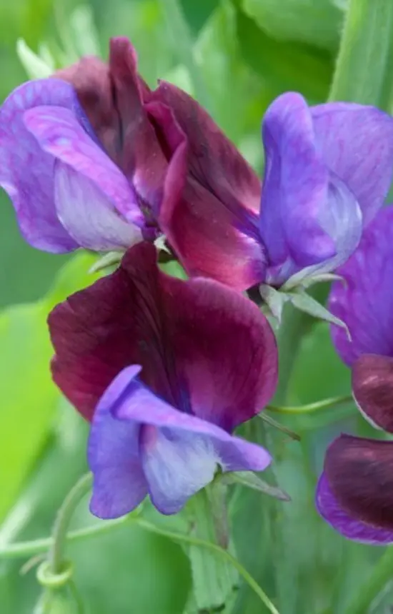 Lathyrus odoratus 'Matucana' 