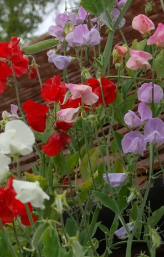 Lathyrus odoratus 'Scensation Mix' 